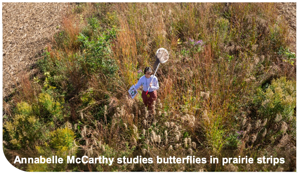 Annabelle McCarthy studies butterflies in prairie strips